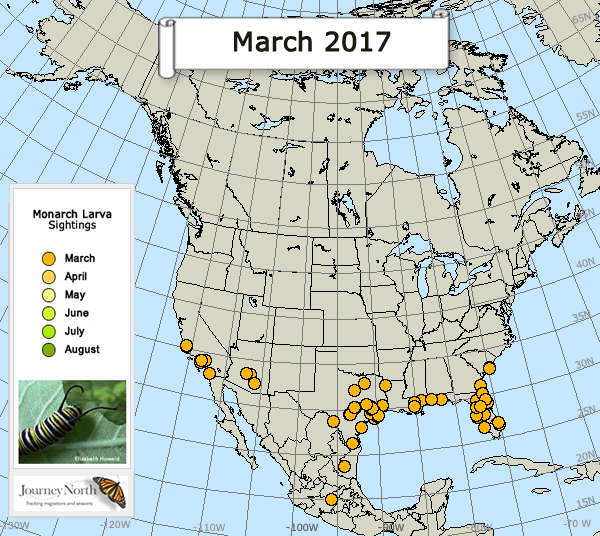 Map of Monarch Butterfly Larvae Sightings Breeding Season 2017