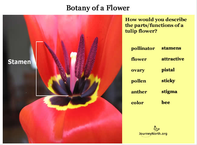 Image of anatomy of a flower