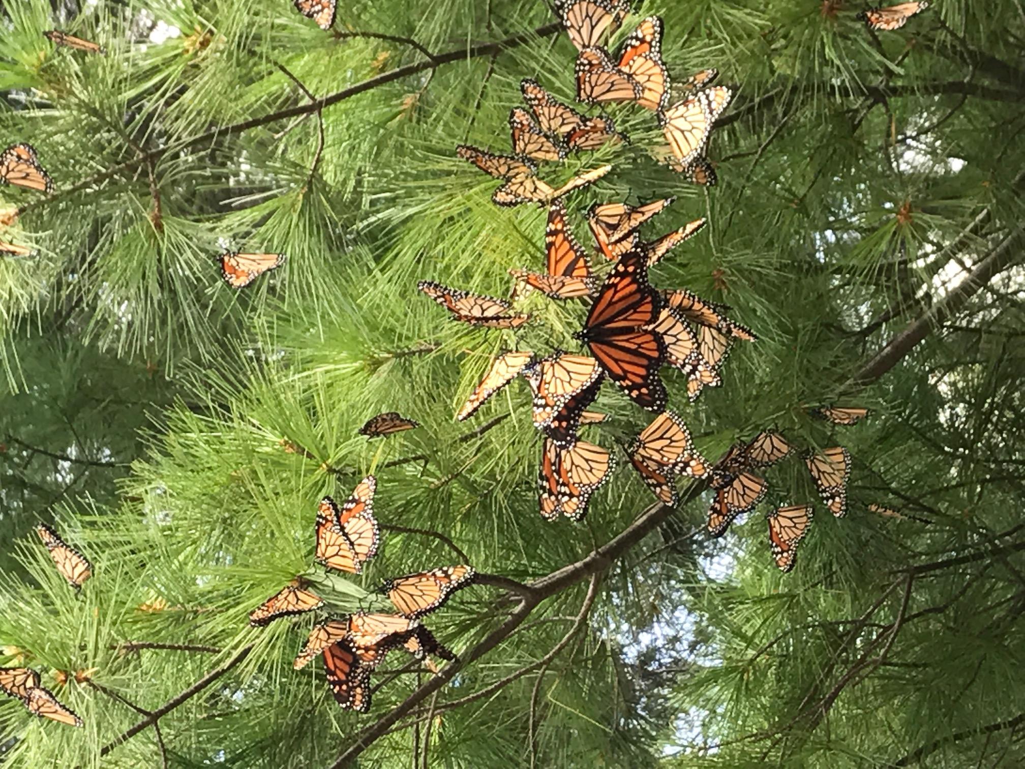 Image of monarch butterflies roosting in a pine tree.