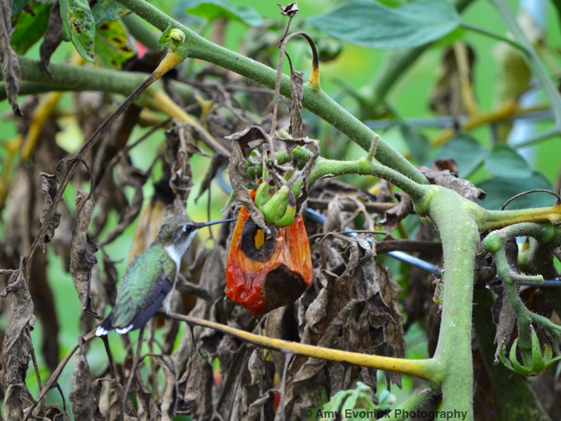 Photo of hummingbird gleaning for insects on dried tomato