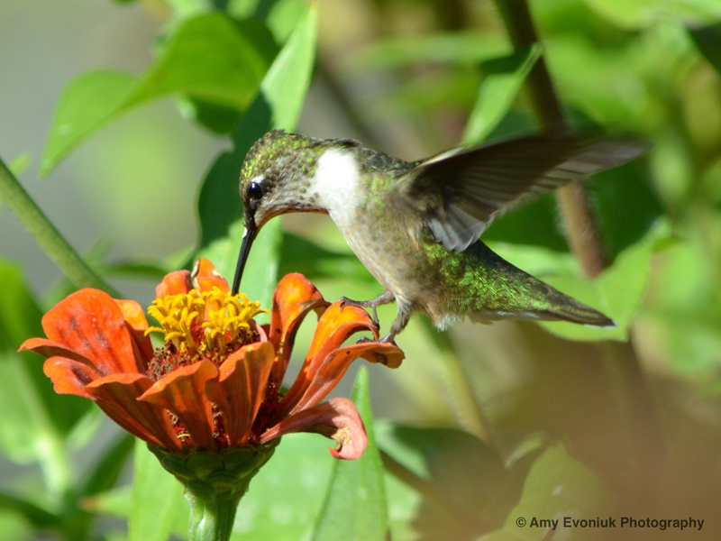 Photo of hummingbird with shimmering in sunlight