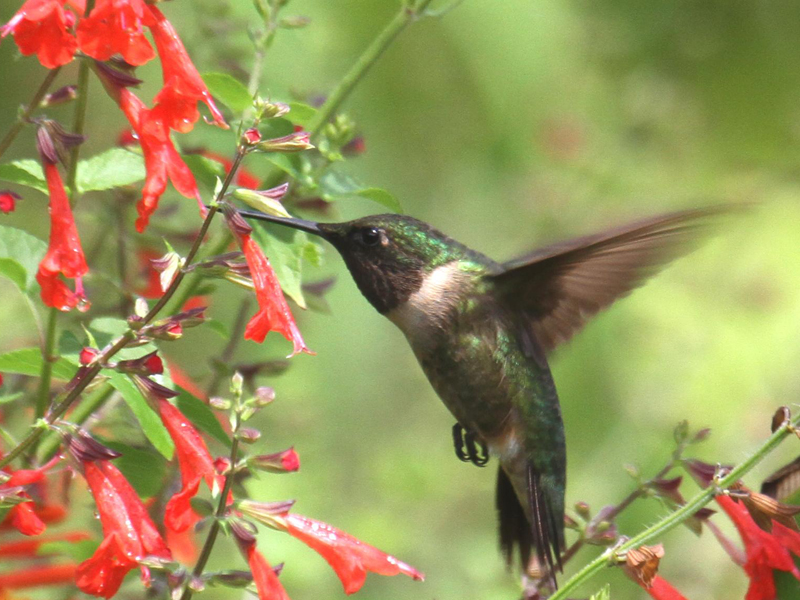 Photo of male ruby-throated hummer fueling up on nectar
