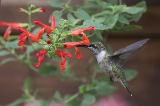 Photo of hummingbird nectaring at Scarlet Rooster Sage