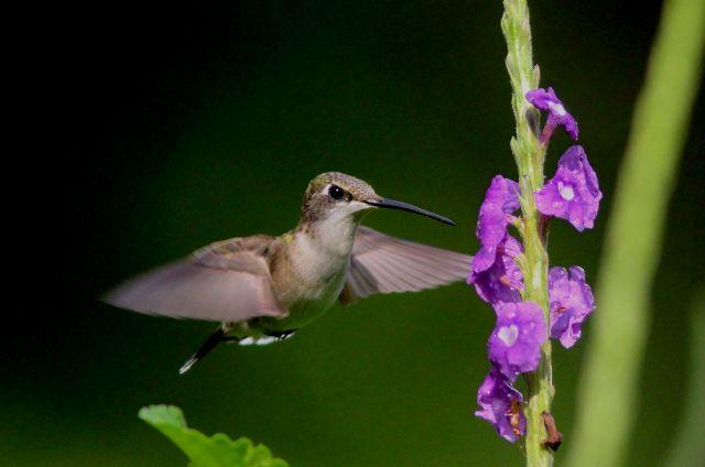 Photo of hummingbird in Costa Rica