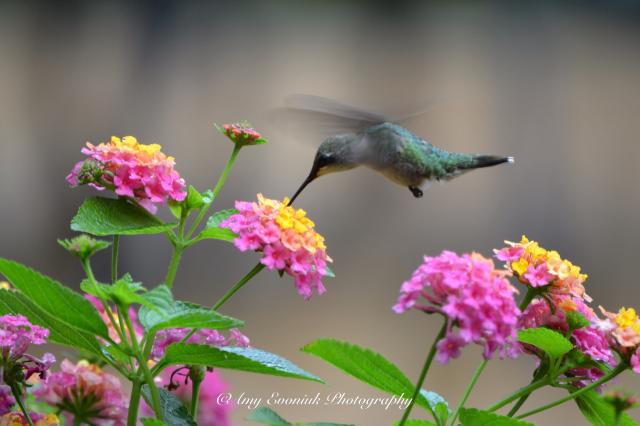 Photo of hummingbird fueling up on nectar