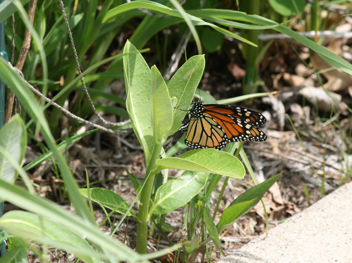 Image of monarch butterfly laying eggs on milkweed in pollinator garden. 