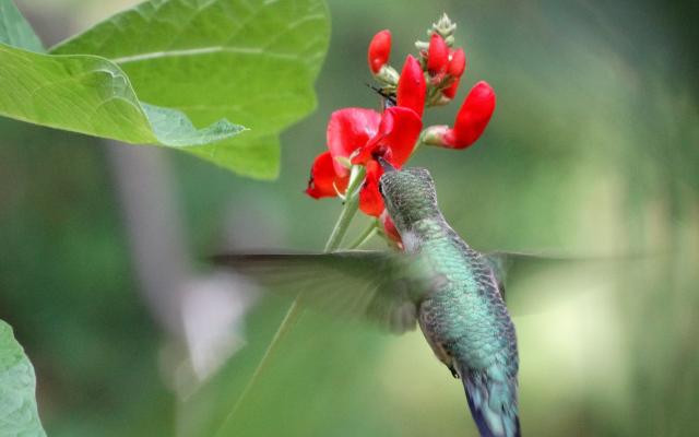 Photo of hummingbird nectaring at fall blooms