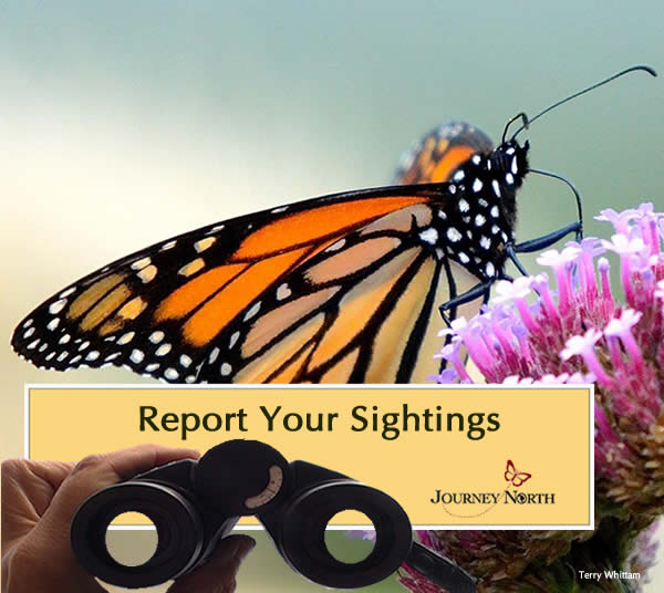 Report Your Monarch Butterfly Sightings