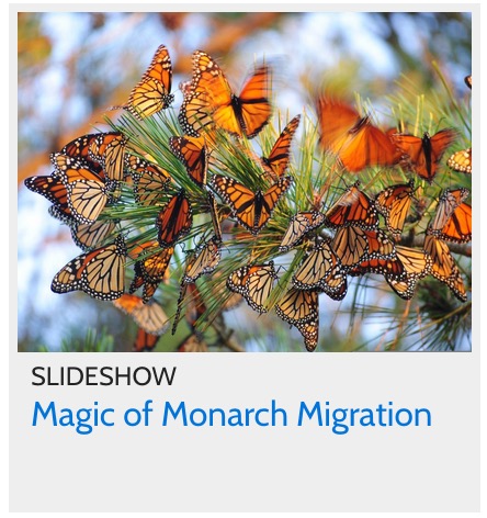 Monarch Butterfly