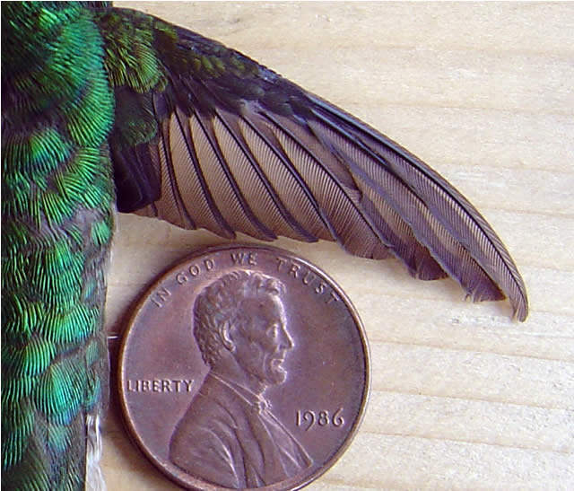 Photo of hummingbird wing against a penny