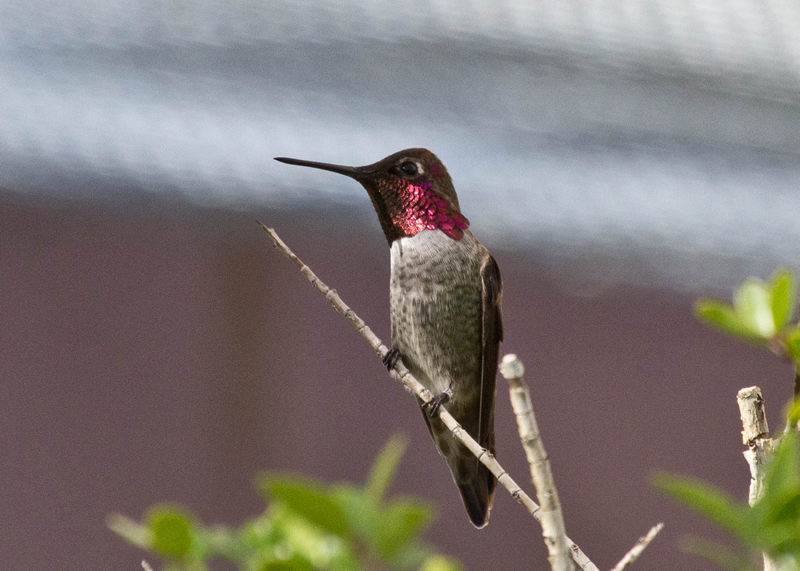 Photo of the Anna's hummingbird male