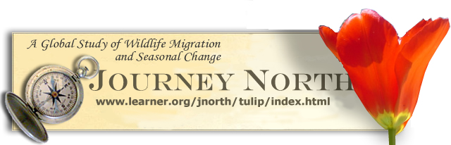 Image of Journey North Web Address