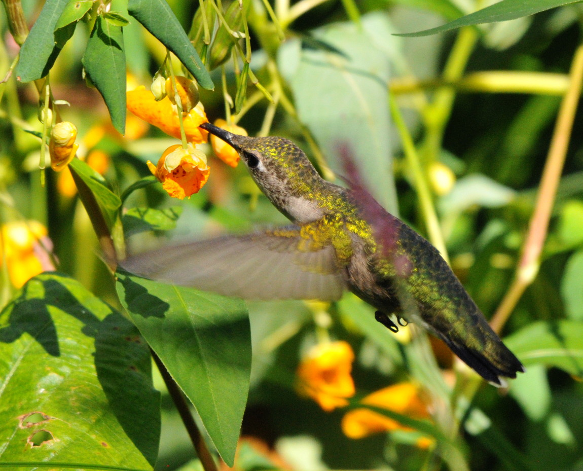 Photo of hummingbird nectaring on spotted jewelweed