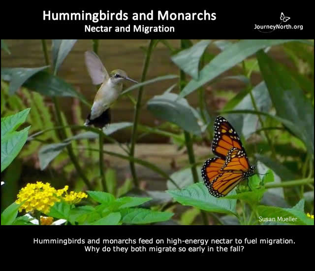 Infographic: Hummingbirds and Monarchs: Nectar-fueled Migrations