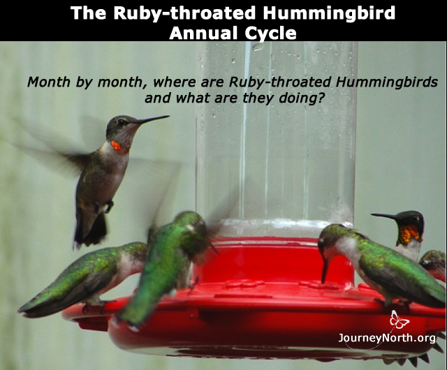 Annual Cycle of the Rubythroated Hummingbird