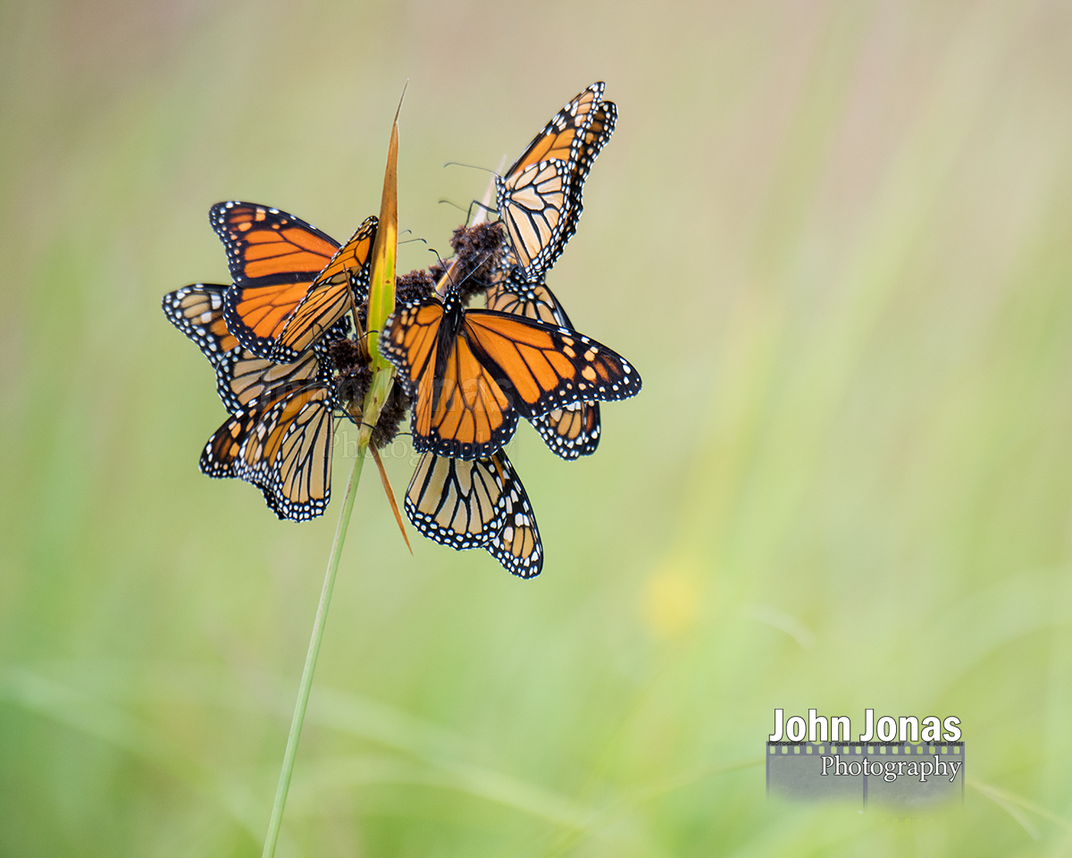 Image of monarch butterflies roosting on a rush in Minnesota prairie.