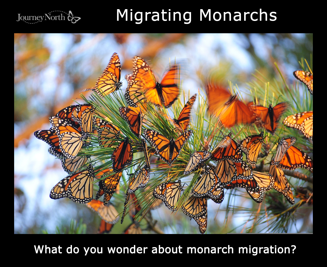 Journal Fall Migration: The Magic of Monarch Butterfly Migration
