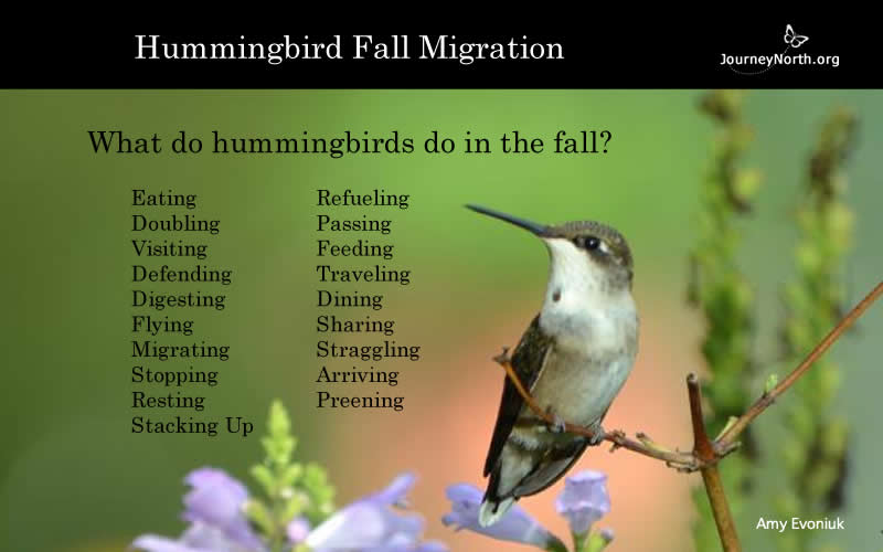 Infographic: What Do Hummingbirds Do in the Fall?