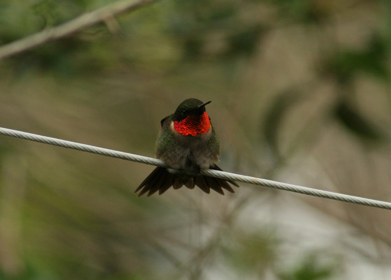 Photo of male Ruby-throat perched on a wire