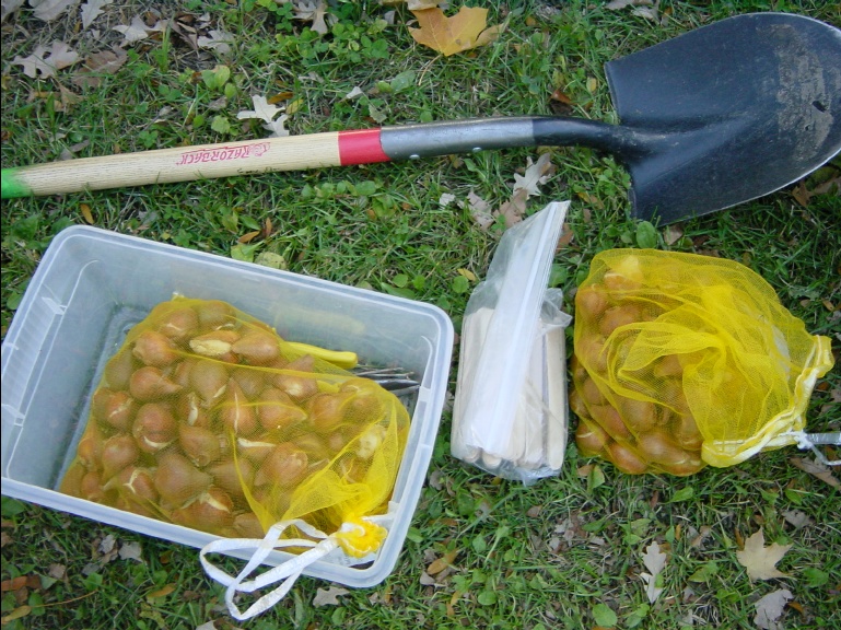 Photo of tulips and planting tools