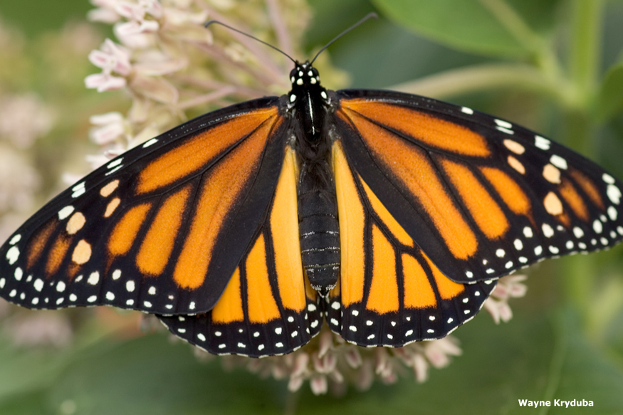 Facts Monarch Butterfly Characteristics