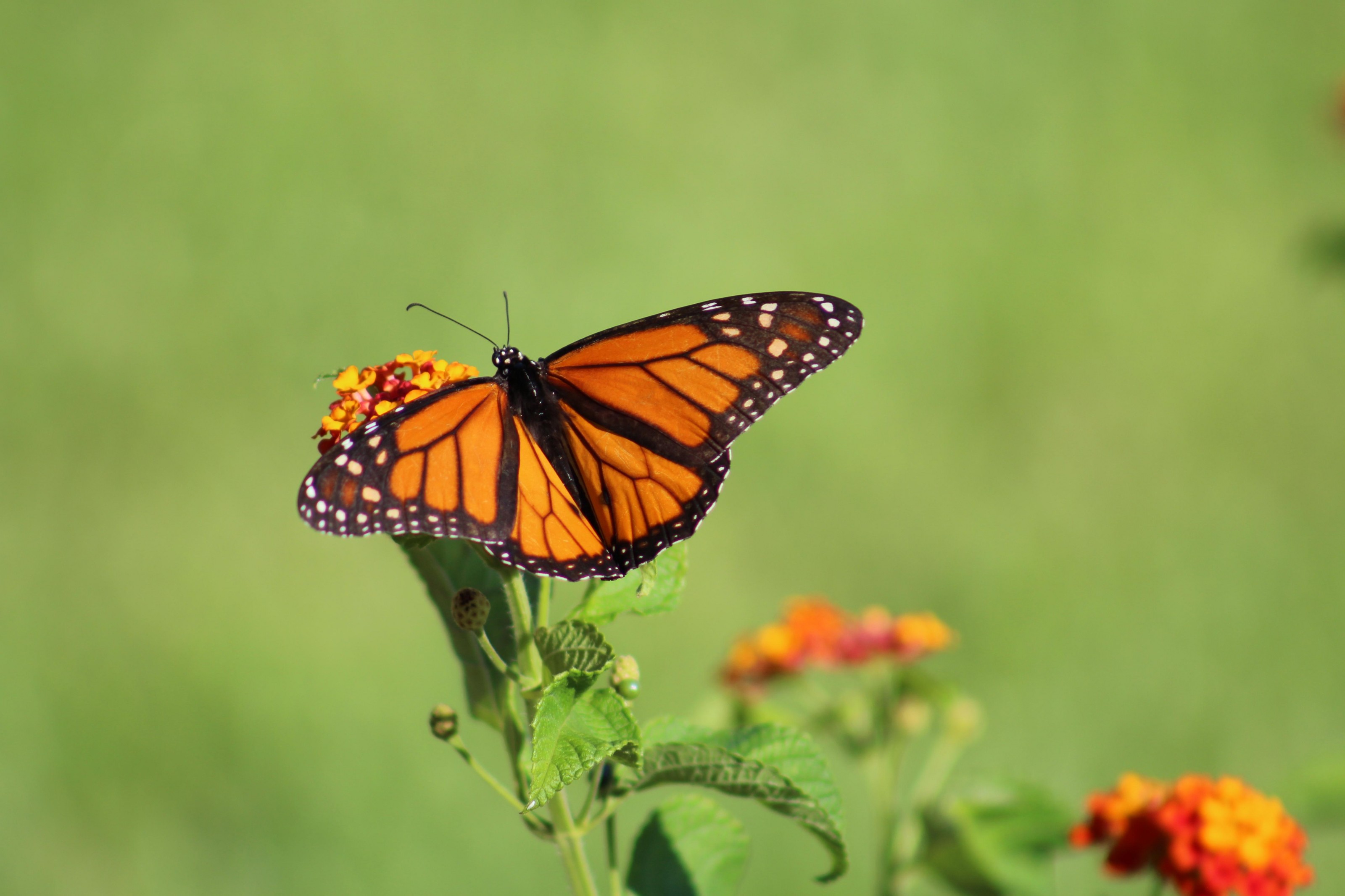 Image of a monarch butterfly that survived Hurricane Harvey