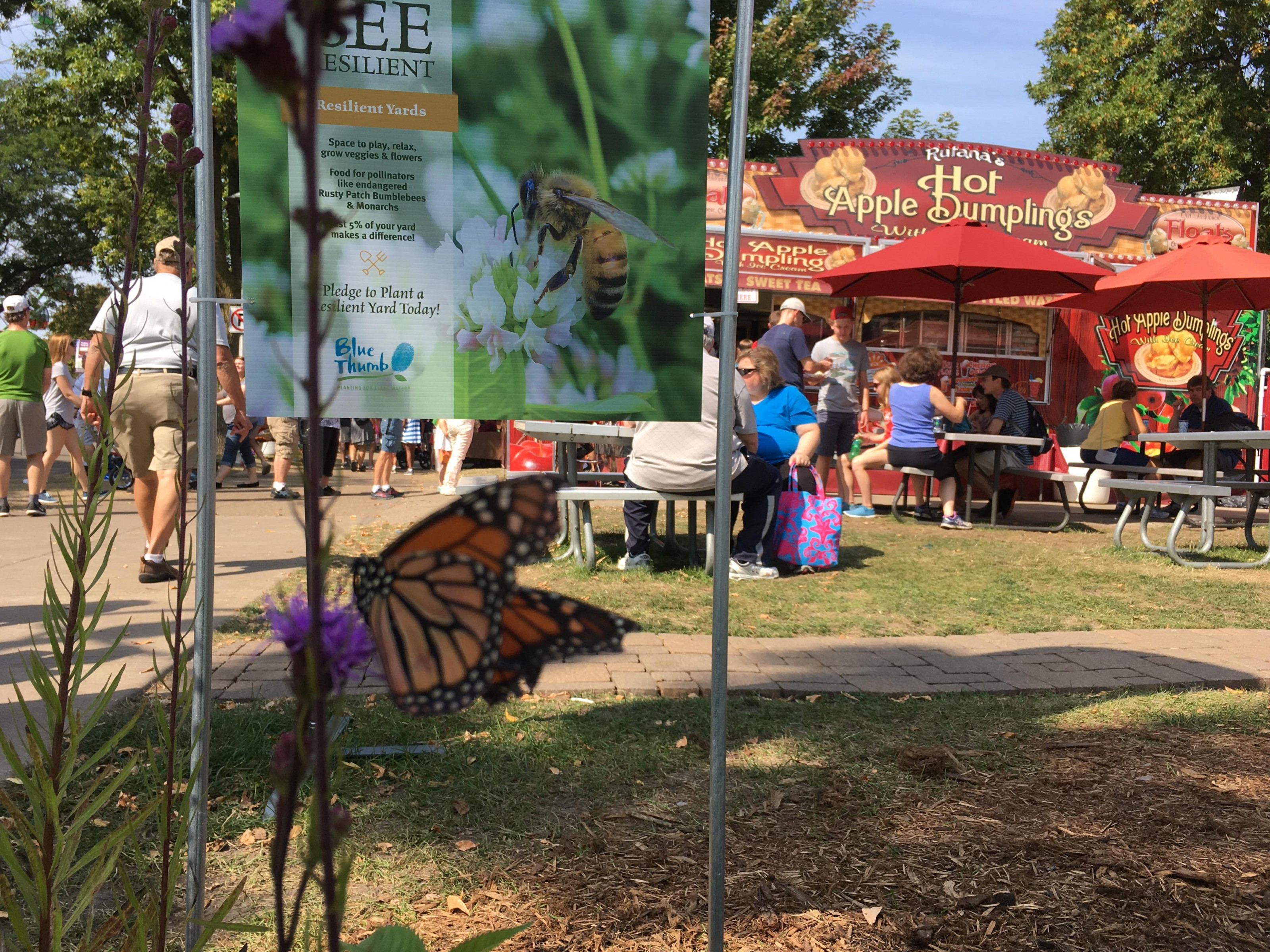 Monarch butterfly nectaring at the Minnesota State Fair