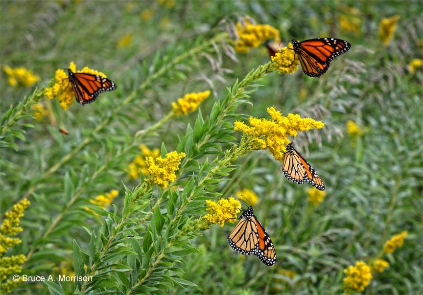 Monarch Butterfly Nectaring on Goldenrod