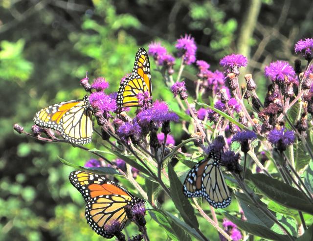 Image of monarch butterflies nectaring in New England asters.