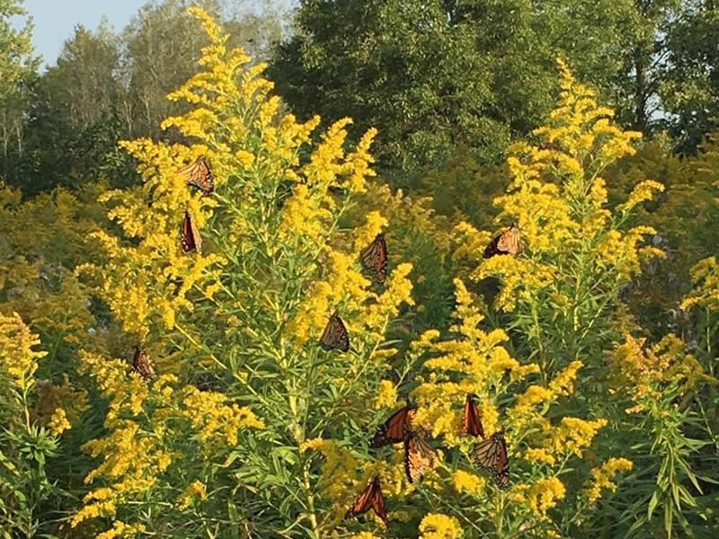 Monarch butterflies nectaring on Goldenrod