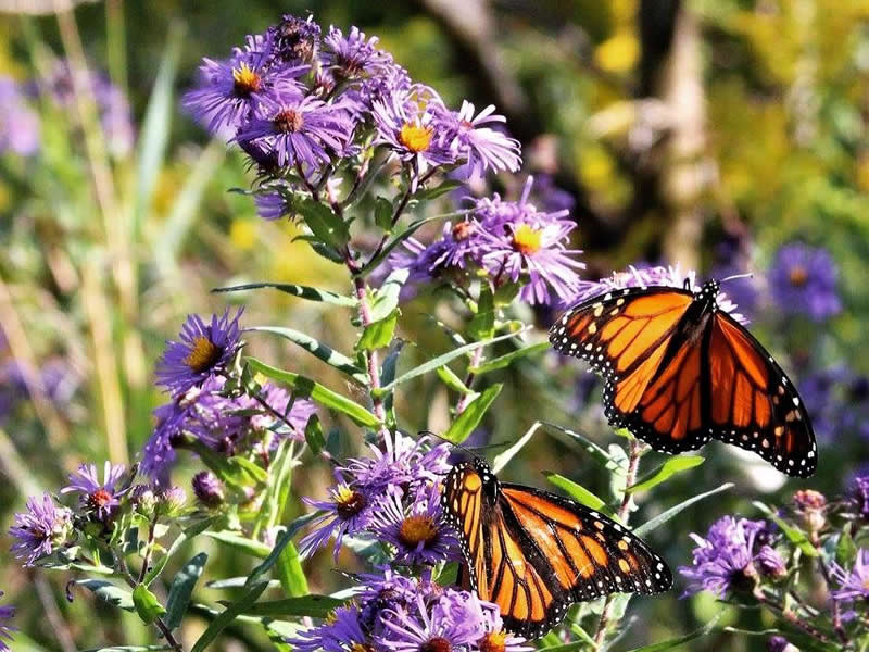 Image of monarch butterflies nectaring in New England asters.