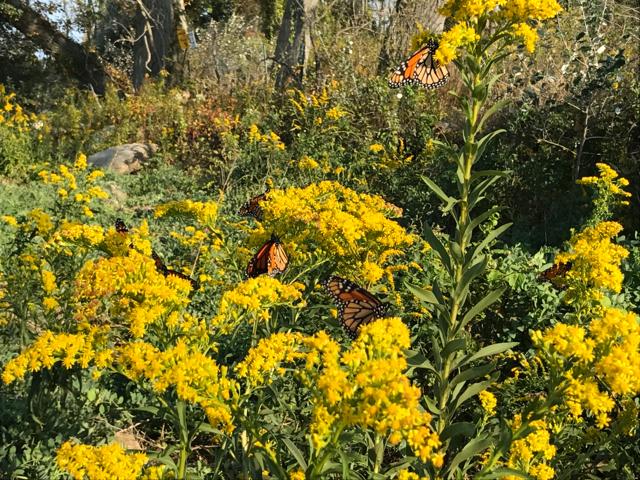 Image of monarch butterflies nectaring in goldenrod