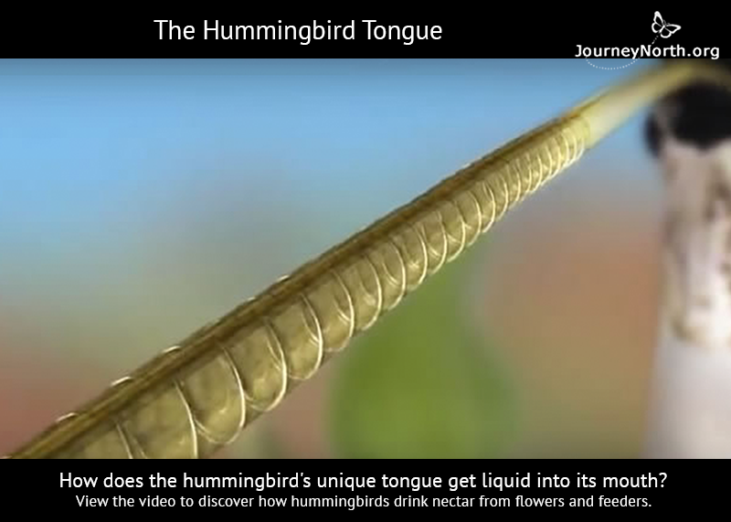 Infographic: Hummingbird Tongue