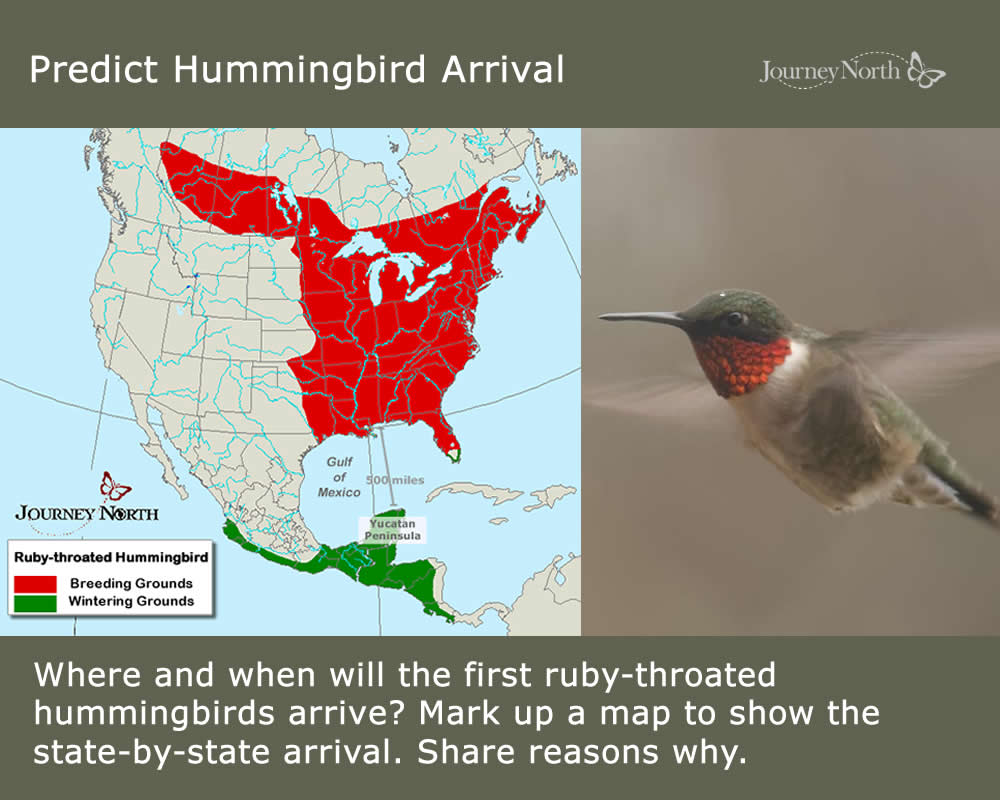 Predict Hummingbird Arrival infographic