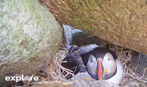 A puffin in its burrow
