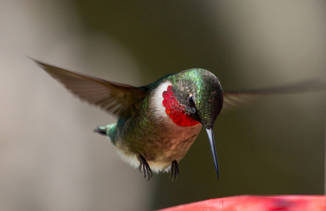 Male Rubythroat by Laura Erickson