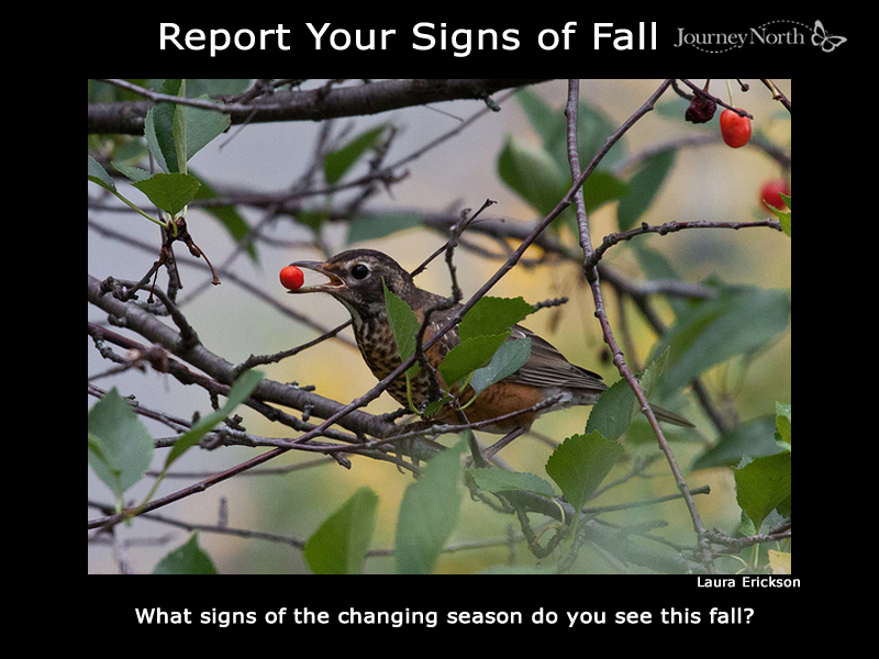 What signs of the changing season do you see this fall?