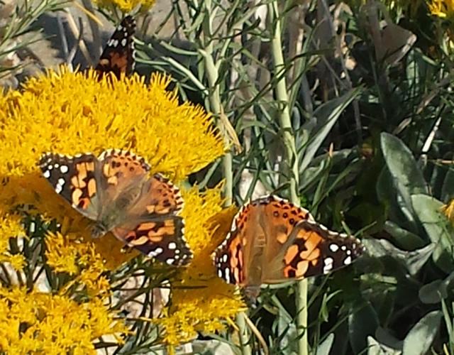 Painted Ladies