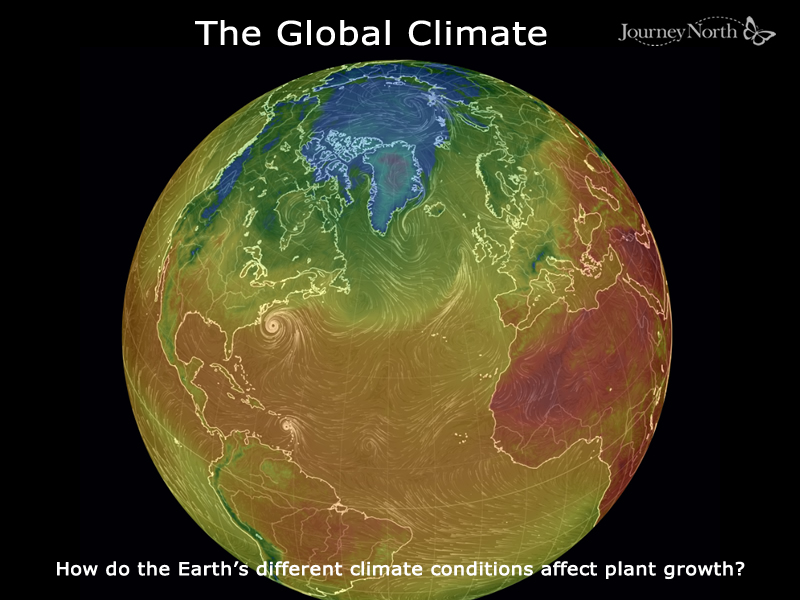 How do the Earth's different climate conditions affect plant growth?