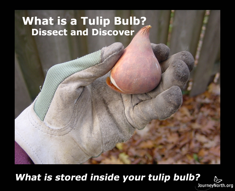 Infographic What is Inside a Tulip Bulb?
