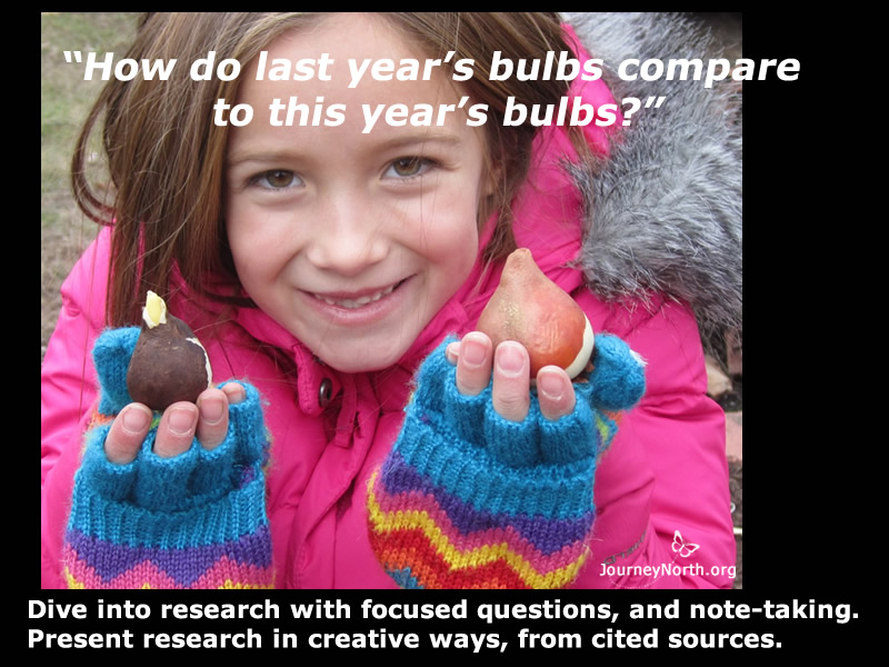 Research question, "How do last year's bulbs compare to this year's bulbs?"