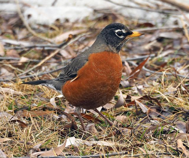 Tracking Robin Migration