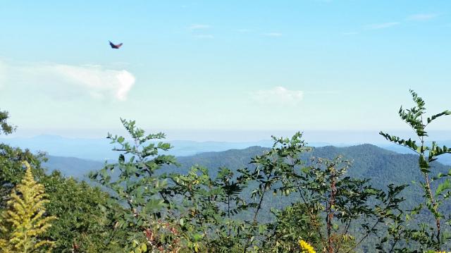 Monarch Butterfly Flying Over the Appalachians