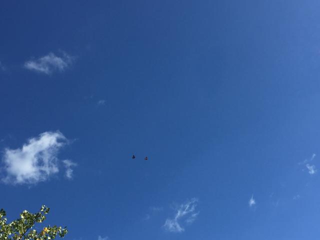 Monarch Butterflies in Flight