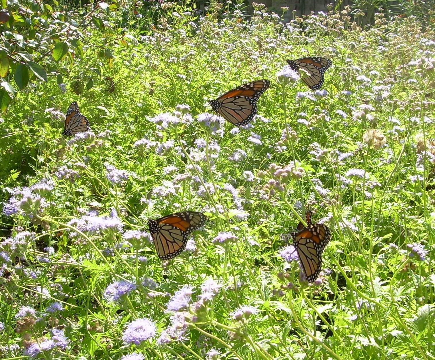 Monarch Butterflies Nectaring in Plano, Texas