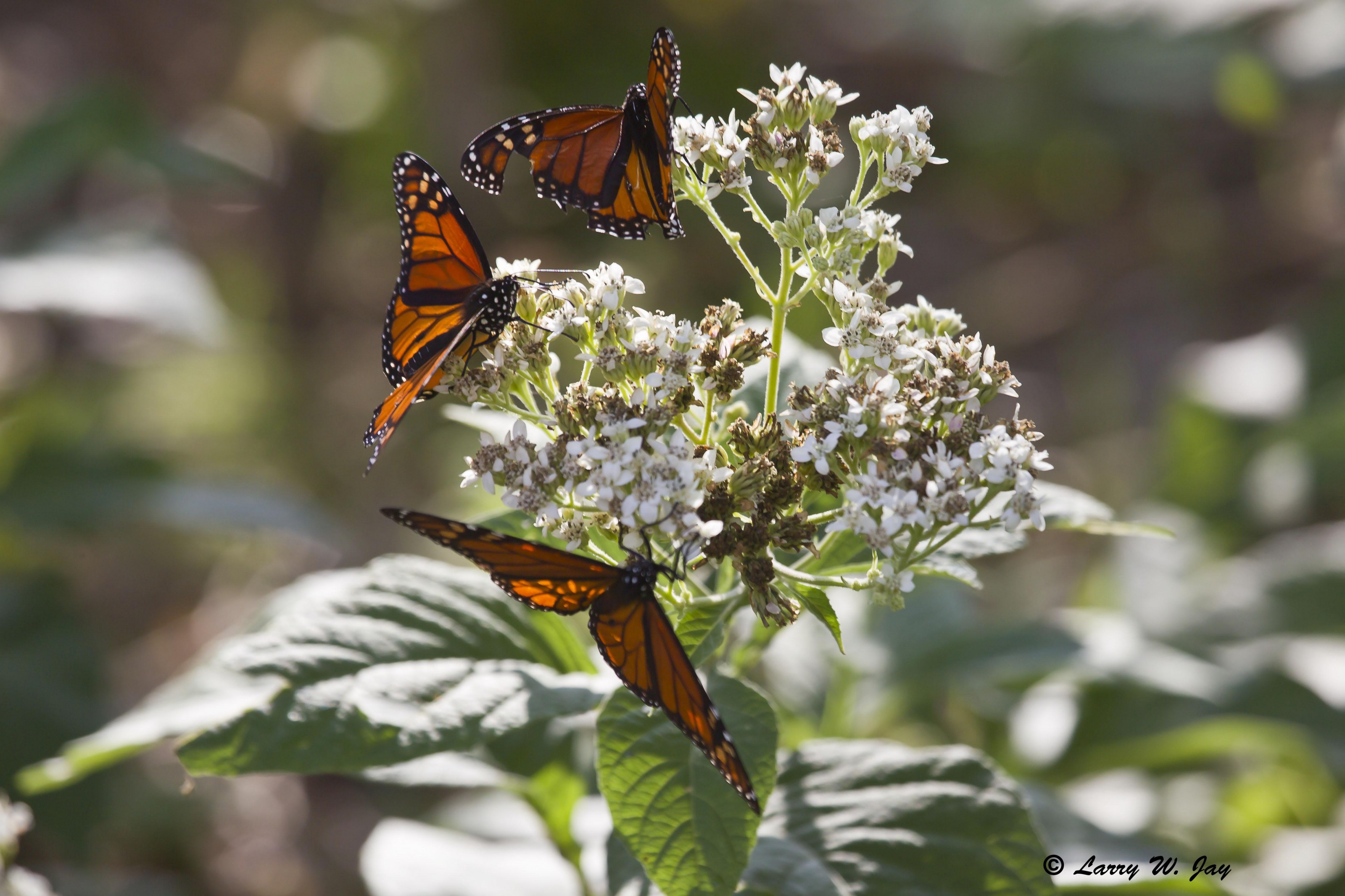 Frostweed, a monarch favorite during fall migration.