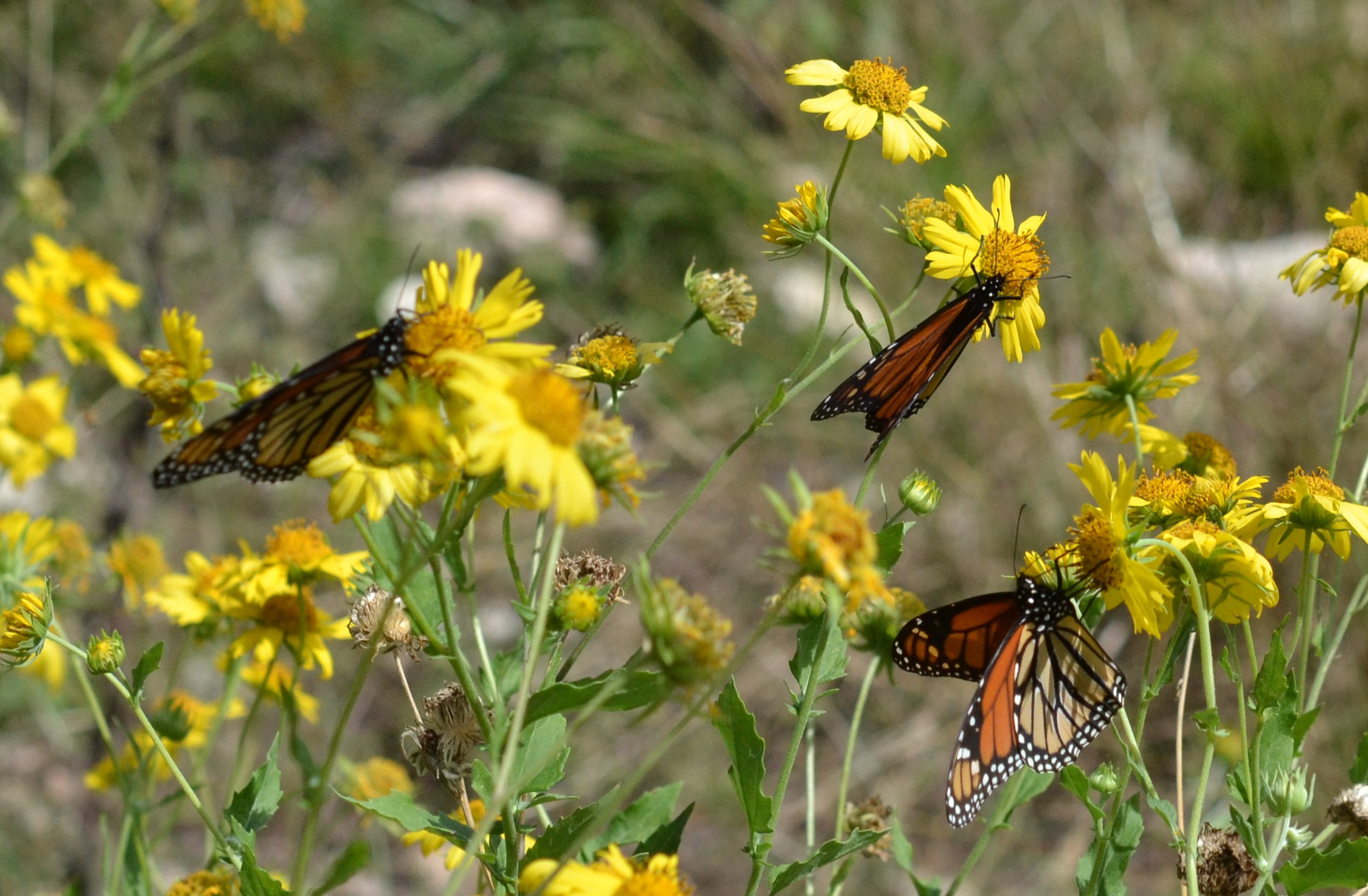 Monarch Butterflies nectaring on Cowpen Daisies