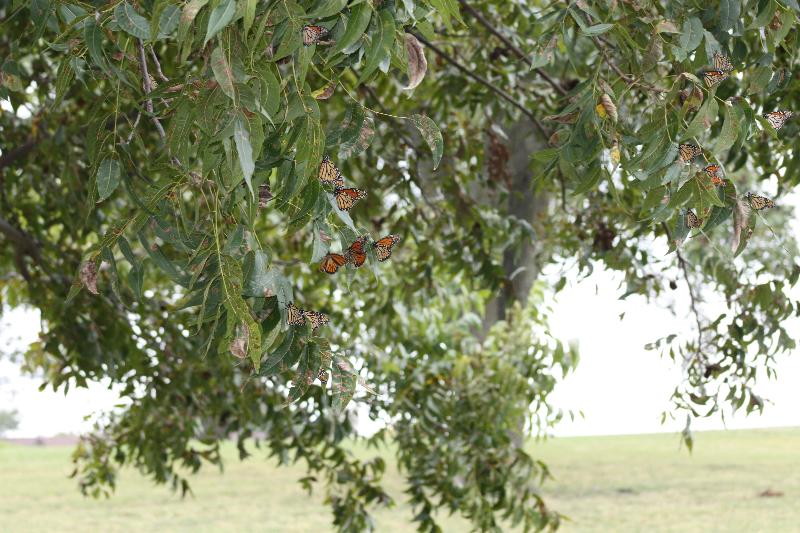 Monarch butterfly roosting in Rockwall, Texas