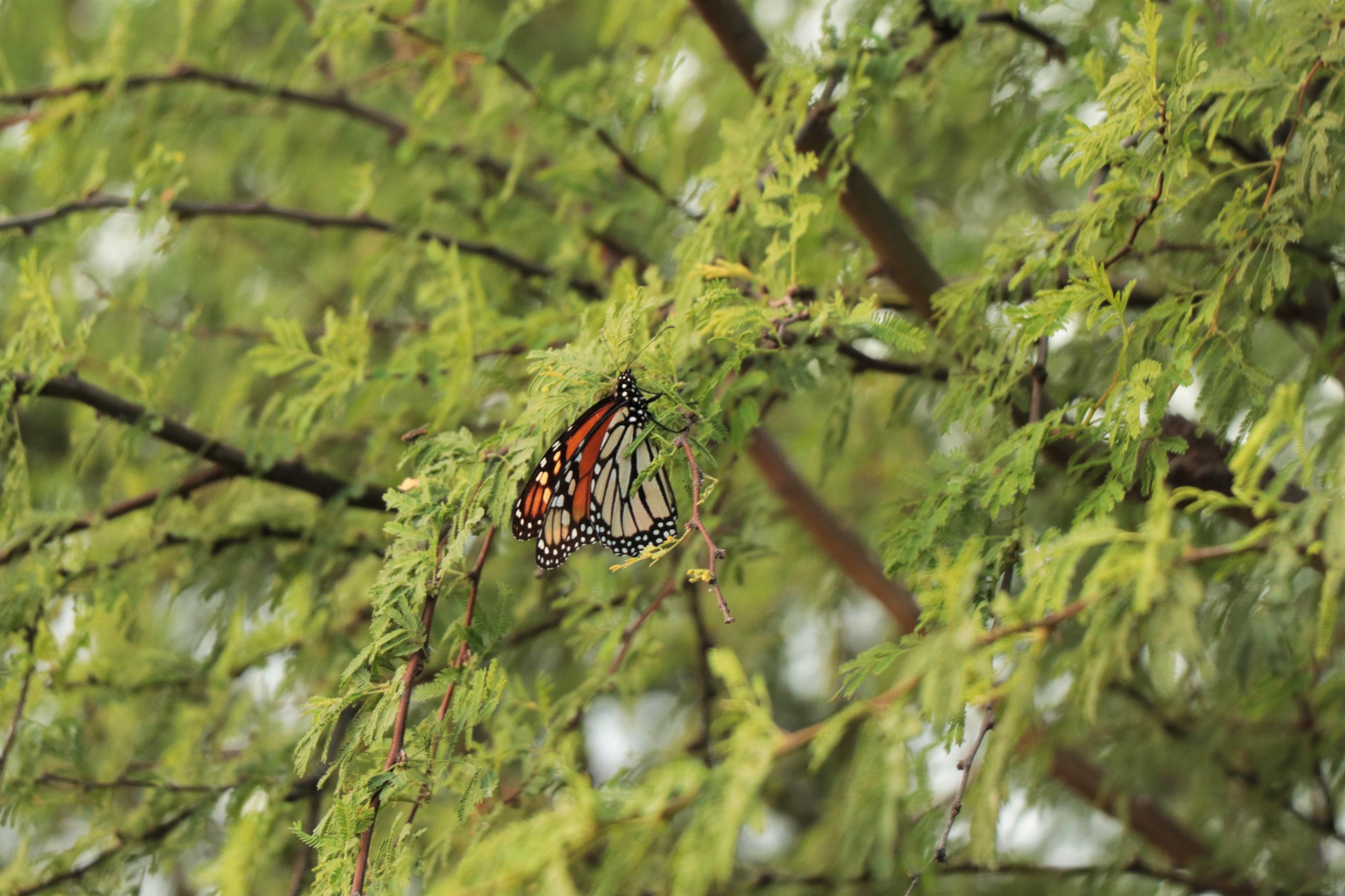 Monarch Butterfly Roosting in Huizache