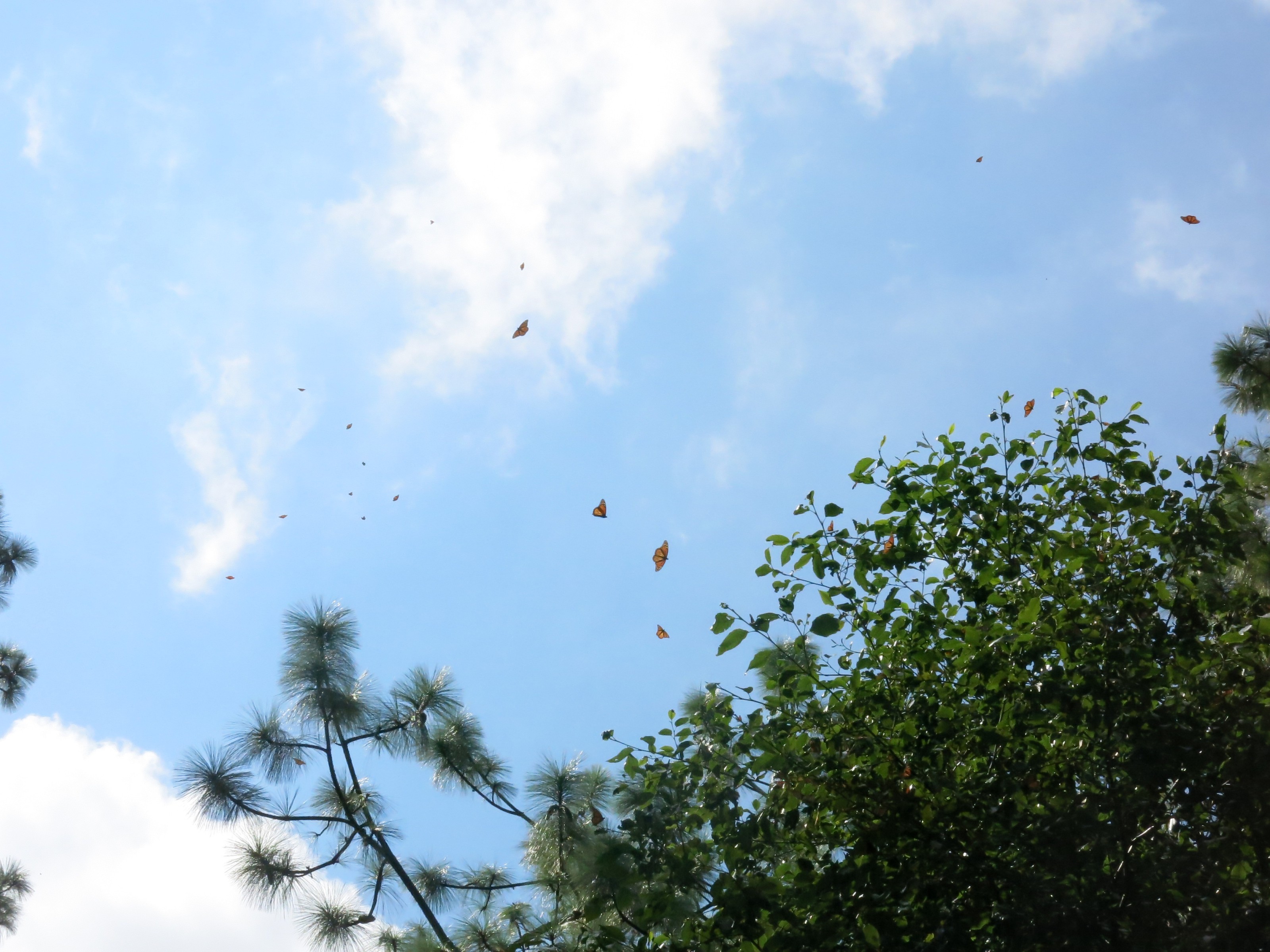 Monarchs Arriving at Overwintering Region in Mexico